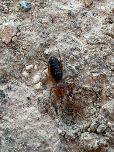 Iberian Solifugid