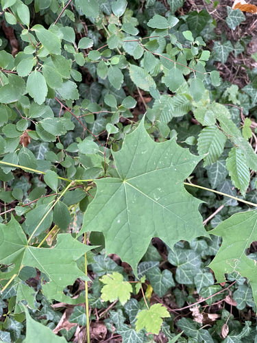 Norway maple