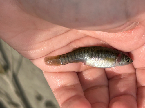 Northern Mummichog