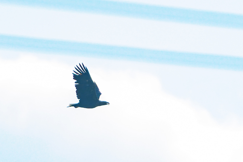 White-tailed Eagle