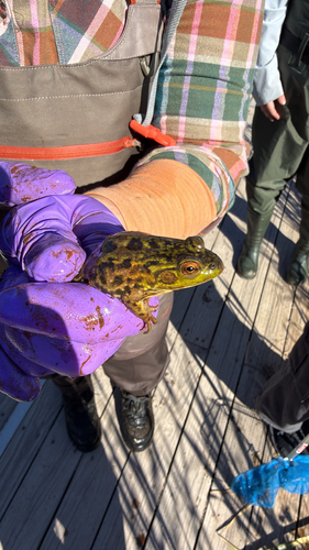 Mink Frog