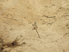 Aspidoscelis tigris tigris