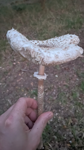 Parasol