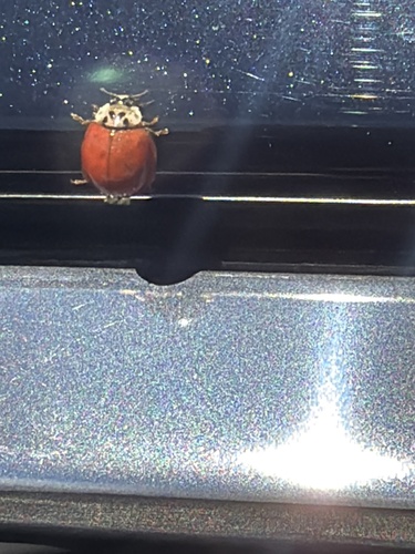 Asian Lady Beetle