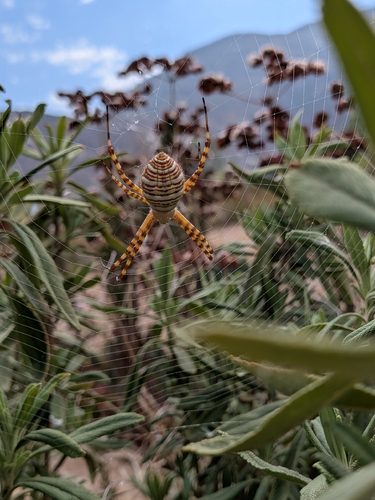 Banded Garden Spider