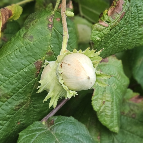 common hazel