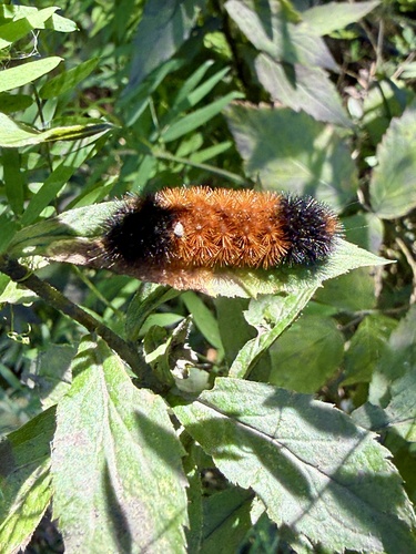 Isabella Tiger Moth
