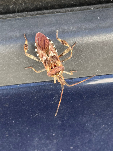 Western Conifer Seed Bug