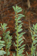 Phyllanthus lacunarius