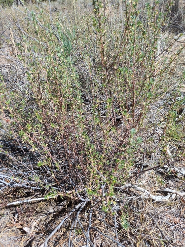 Antelope Bitterbrush