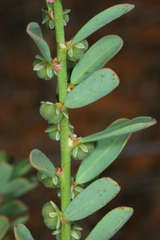 Phyllanthus lacunarius