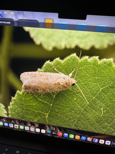 Beet Armyworm Moth