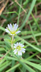 Cerastium fontanum