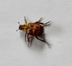 Hoplia trifasciata