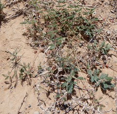 Hoffmannseggia drepanocarpa