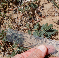 Hoffmannseggia drepanocarpa