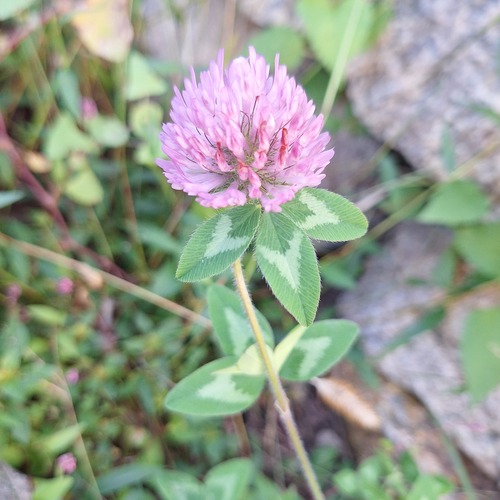 Red Clover