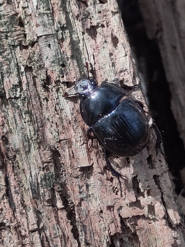 Woodland Dor Beetle