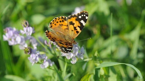Painted Lady