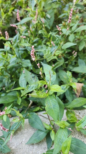 low smartweed
