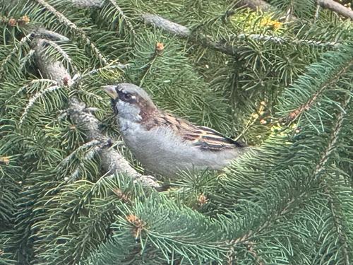 House Sparrow
