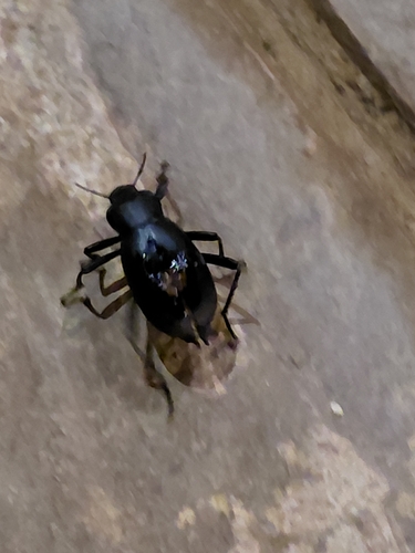 Lithoblaps gigas