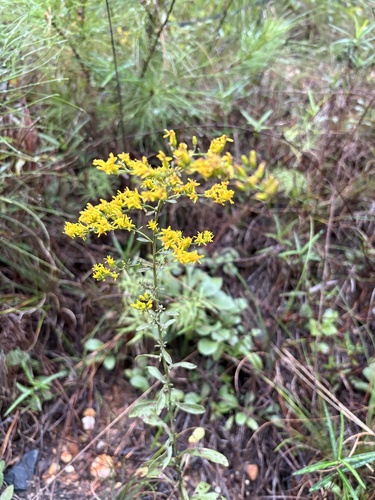 field goldenrod