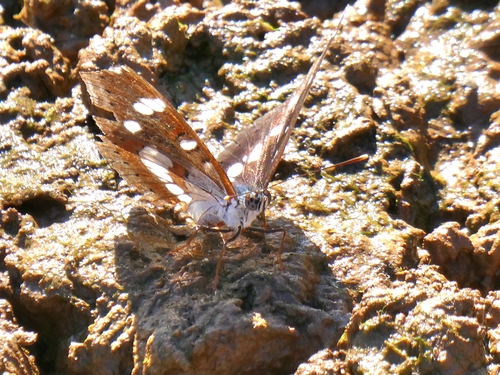 Southern White Admiral