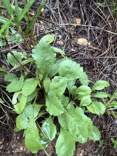 Solidago nemoralis, photograph 3