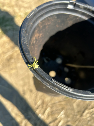 Goldenrod Crab Spider