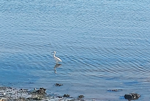 Little Egret