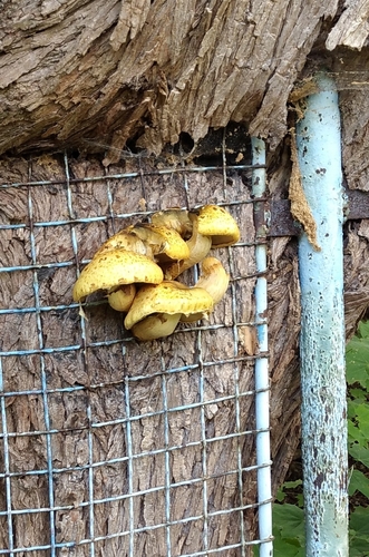 Pholiota cerifera