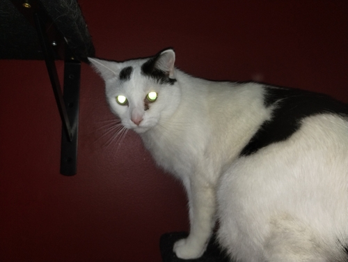 Domestic Cat
