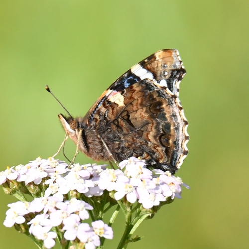 Red Admiral