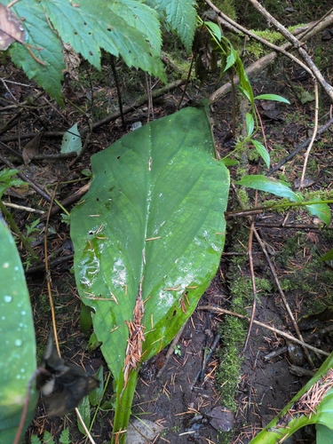 western skunk cabbage