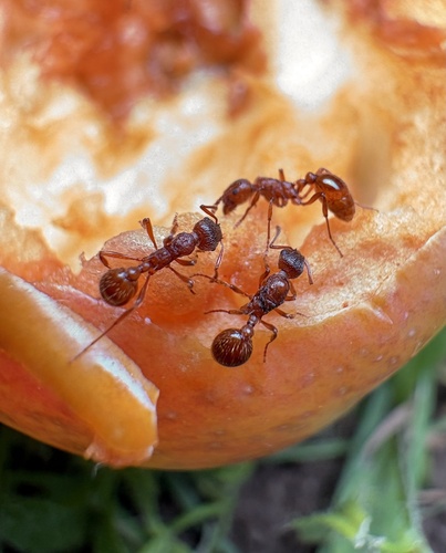 European fire ant