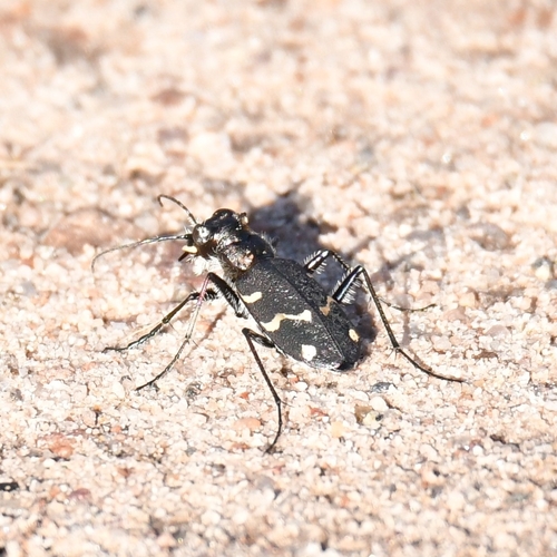 Wood Tiger Beetle