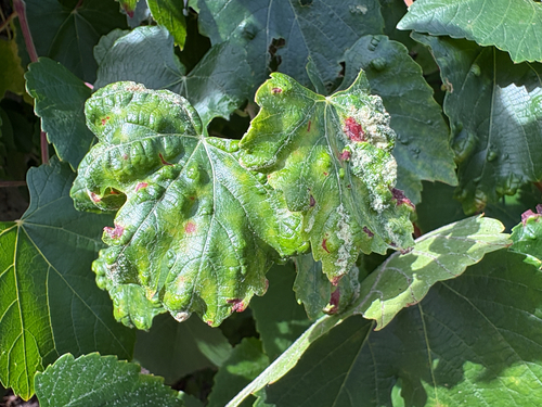 Grape Erineum Mite seen in Sonoma Valley