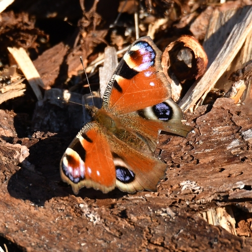 European Peacock Butterfly