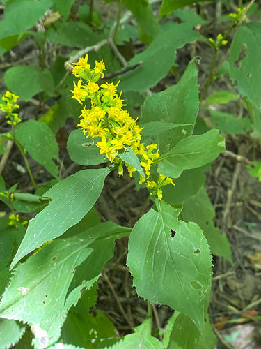 broad-leaved goldenrod