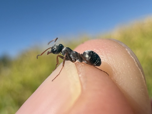Formica tombeuri