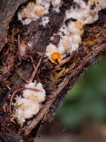 cannonball fungus