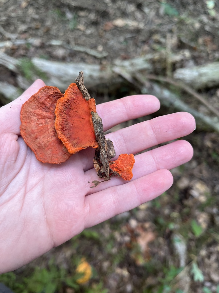 Northern Cinnabar Polypore · September 2026 · photo: Photo: no rights reserved · iNaturalist