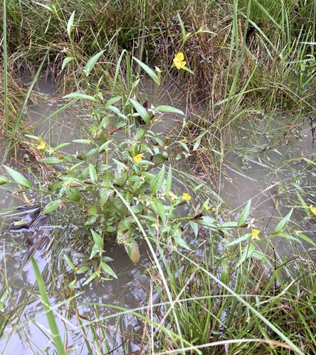 Wingleaf Primrose-Willow