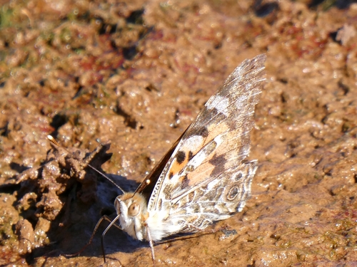 Painted Lady