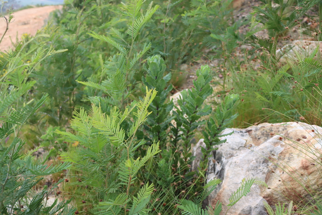 Senecio rigidus; photograph (c) Tony Rebelo, some rights reserved (CC BY-SA)
