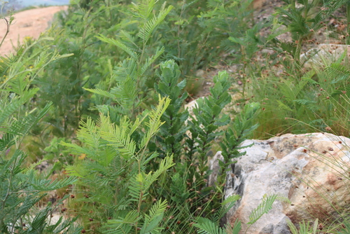 Senecio rigidus