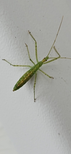 Pale Green Assassin Bug