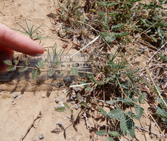 Hoffmannseggia drepanocarpa