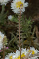 Swainsona microphylla